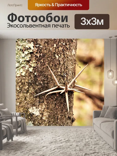 Фотообои Крупный план шипов дерева меда