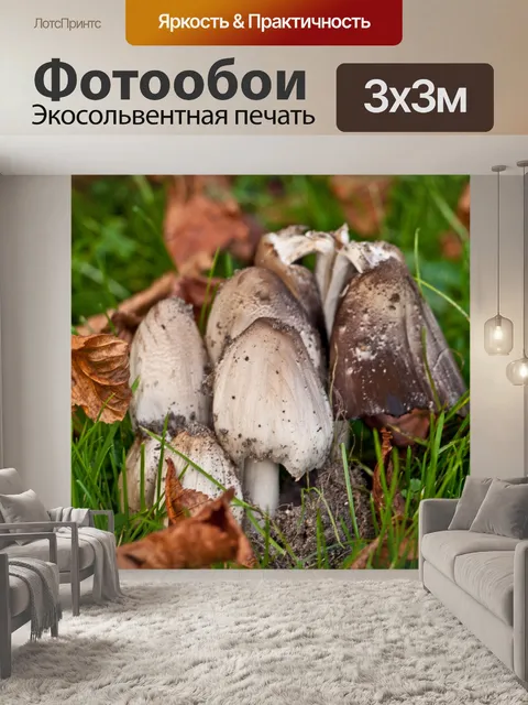 Фотообои Лесные грибы