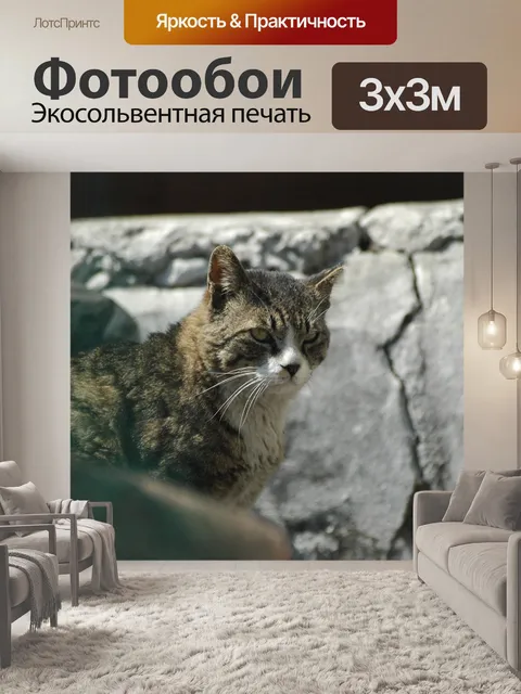 Фотообои Кошка