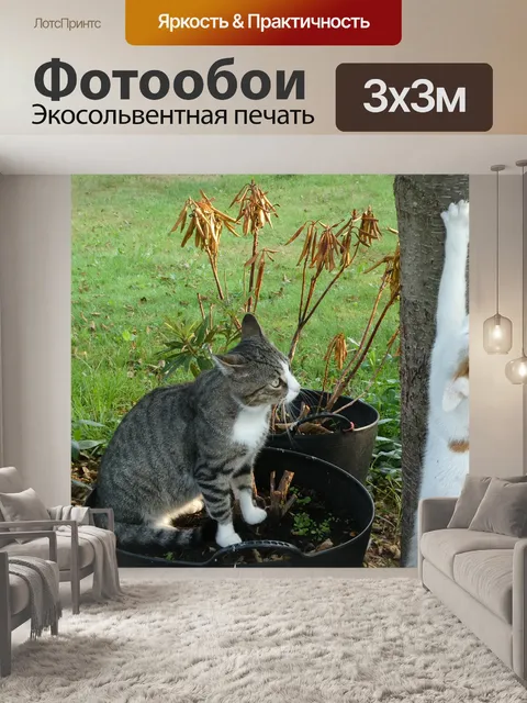 Фотообои Кот