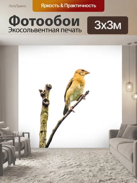 Фотообои Птица