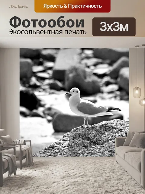 Фотообои Чайка на скалах