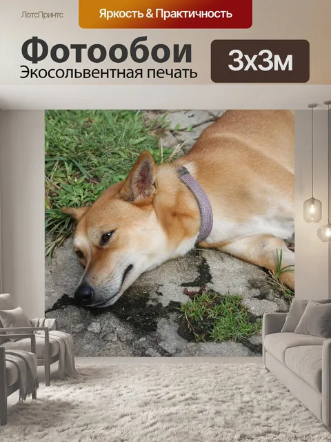 Фотообои Собака