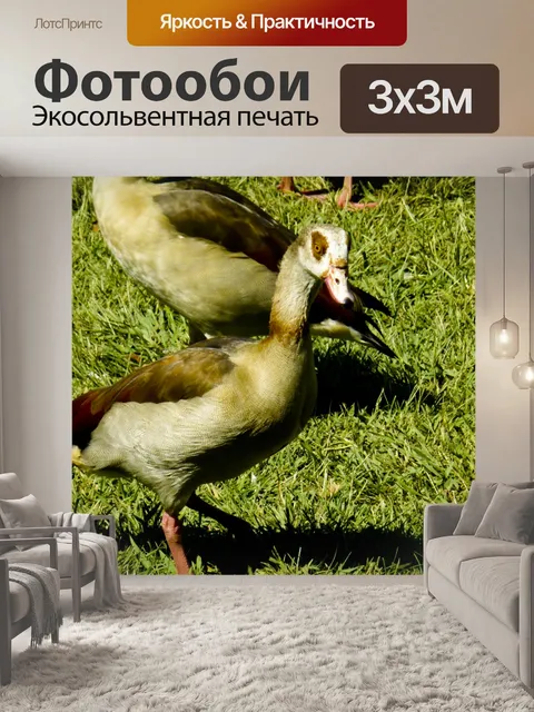 Фотообои Египетский гусь