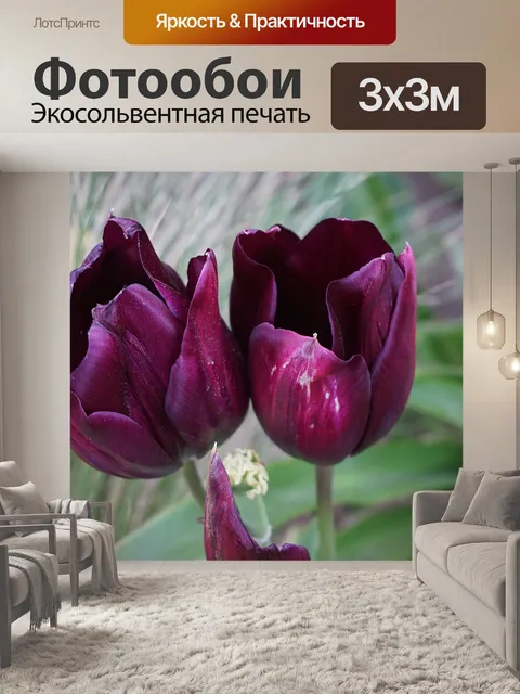 Фотообои Пара тюльпанов