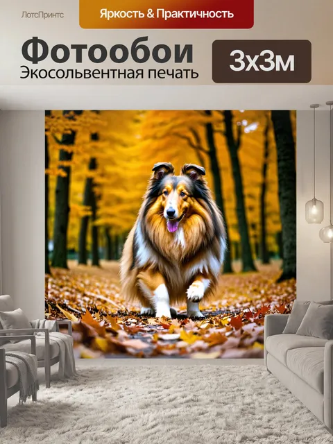 Фотообои грубая колли, исследующая осенний лес с золотыми и красными листьями, начиная с мелкой глубины резкости…