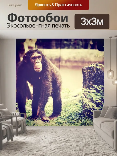 Фотообои Обезьяна шимпанзе в открытом зоопарке