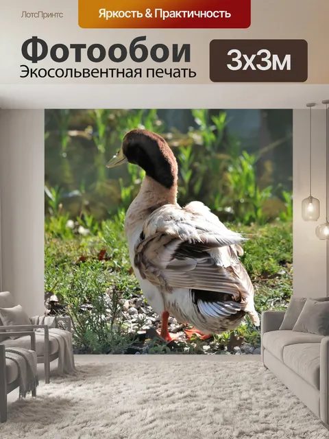 Фотообои Коричневая и белая утка на берегу озера