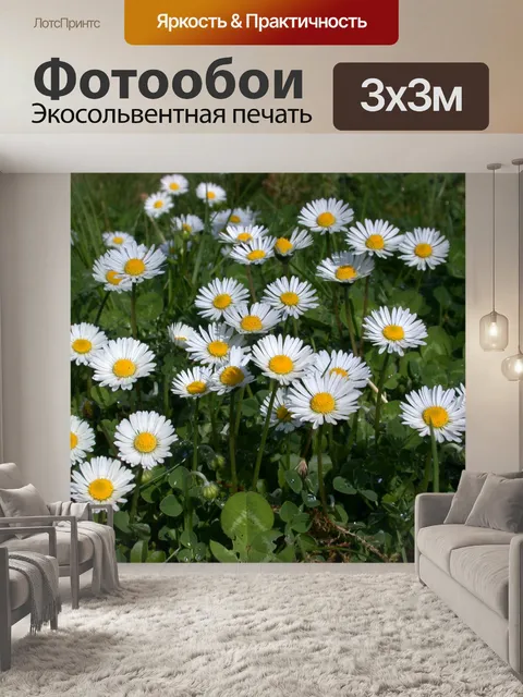 Фотообои Ромашки