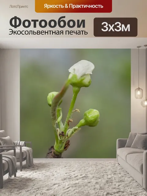 Фотообои Цветы