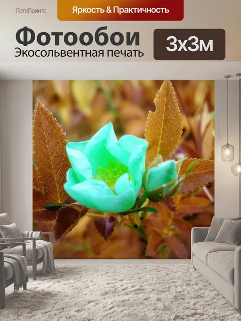 Фотообои Роза