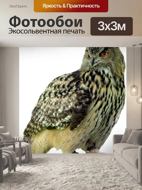 Фотообои Сова