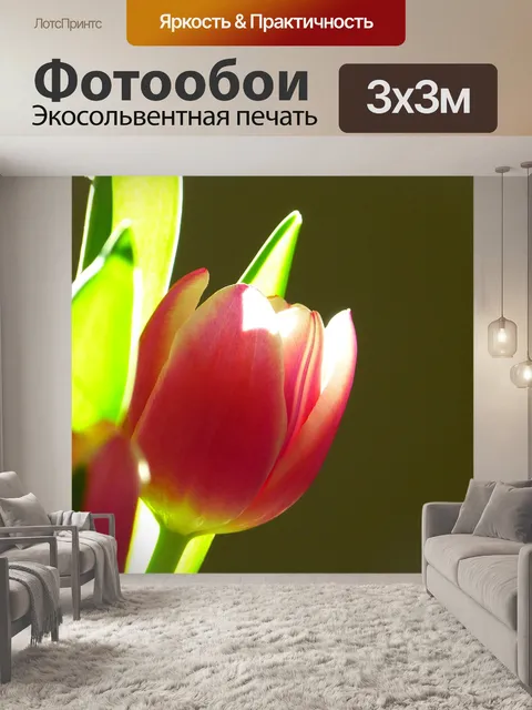 Фотообои Тюльпан
