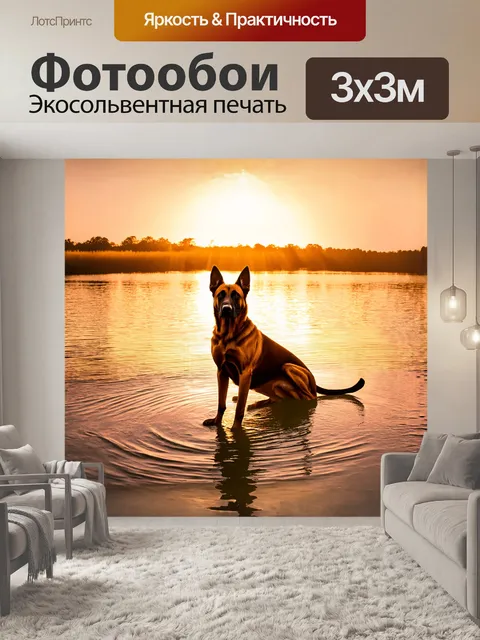 Фотообои на закате, когда золотистые лучи солнца касаются воды, малинуа терпеливо ждет, стоя на мелководье