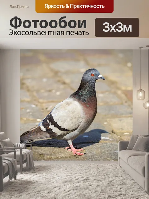 Фотообои голубь