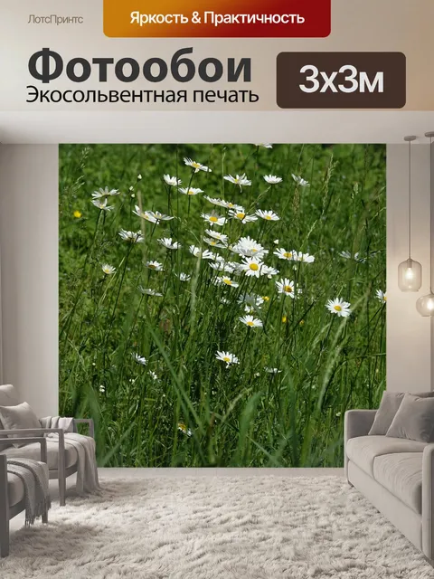 Фотообои Цветы ромашки