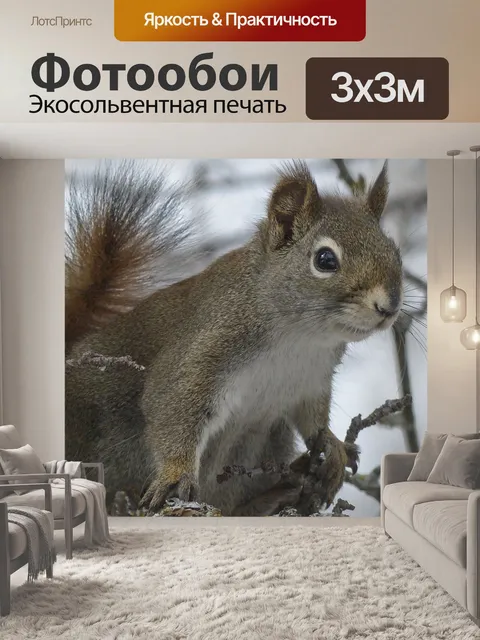 Фотообои Белка
