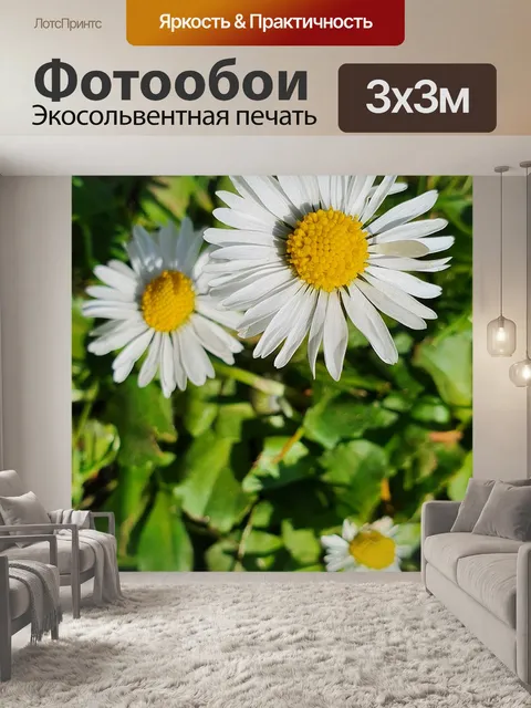 Фотообои Маргаритки