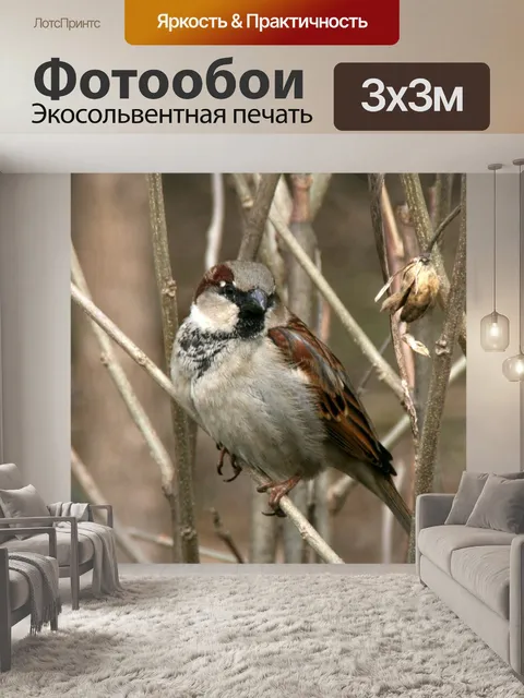 Фотообои Воробей