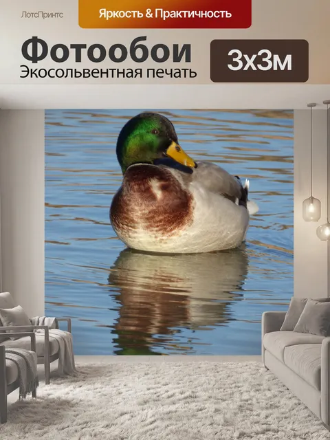Фотообои Утка зеленый шеи