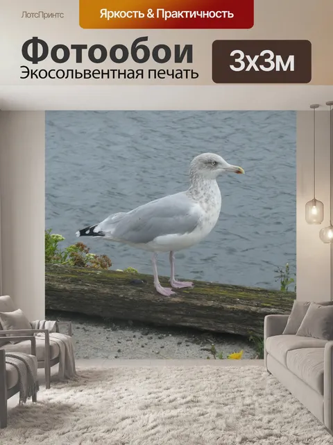 Фотообои Молодая чайка стоит