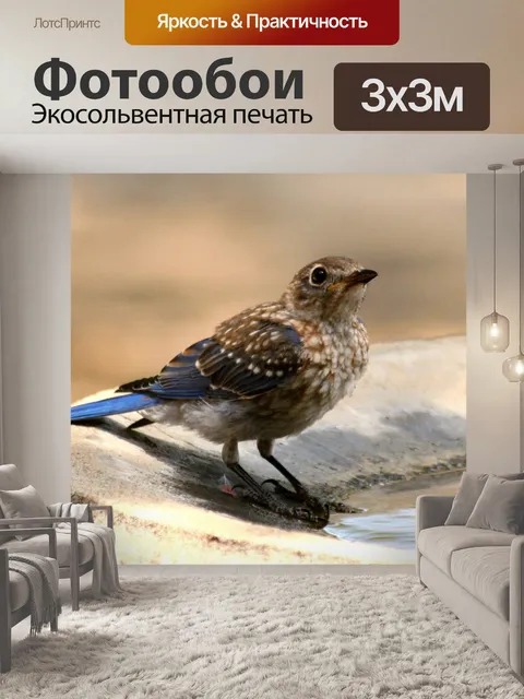 Фотообои Молодой синий Джей Крупным планом