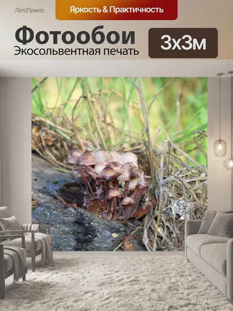 Фотообои Грибы