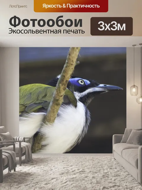 Фотообои Птицы