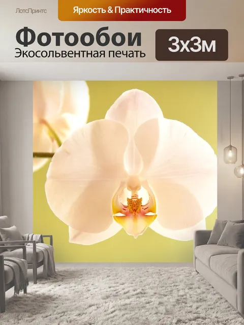 Фотообои Орхидея
