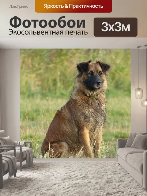 Фотообои Собака