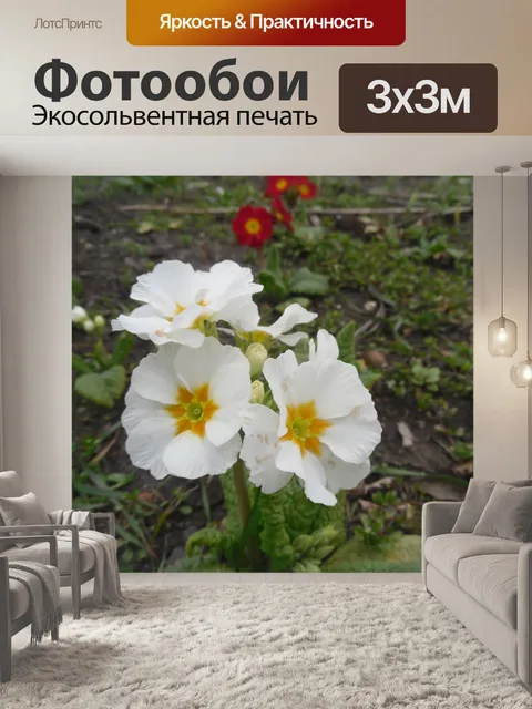 Фотообои Цветы белые примула