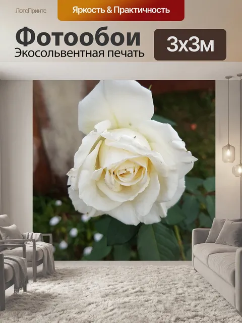 Фотообои Роза