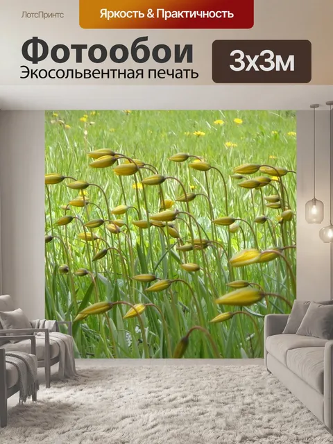 Фотообои Дикие тюльпаны