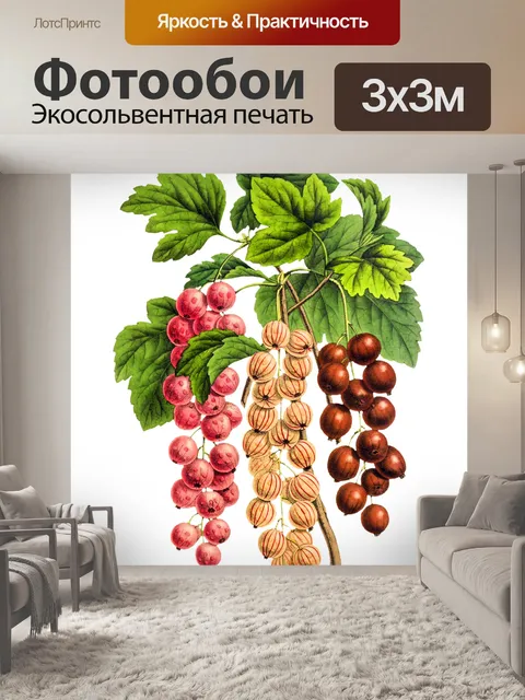 Фотообои Смородина Винтаж Иллюстрация