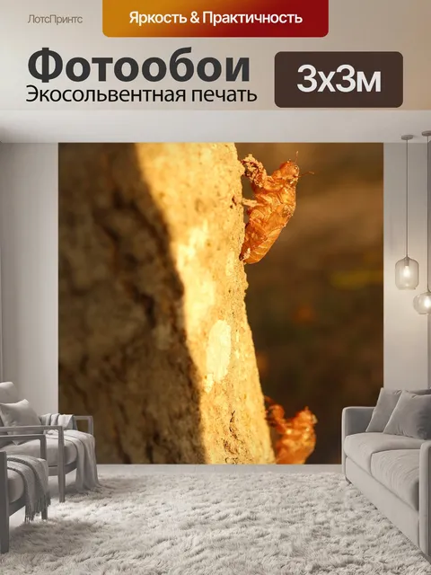 Фотообои Два цикада