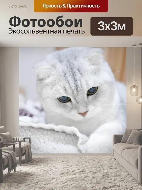 Фотообои Шотландский вислоухий