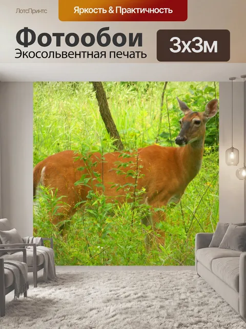 Фотообои Олень