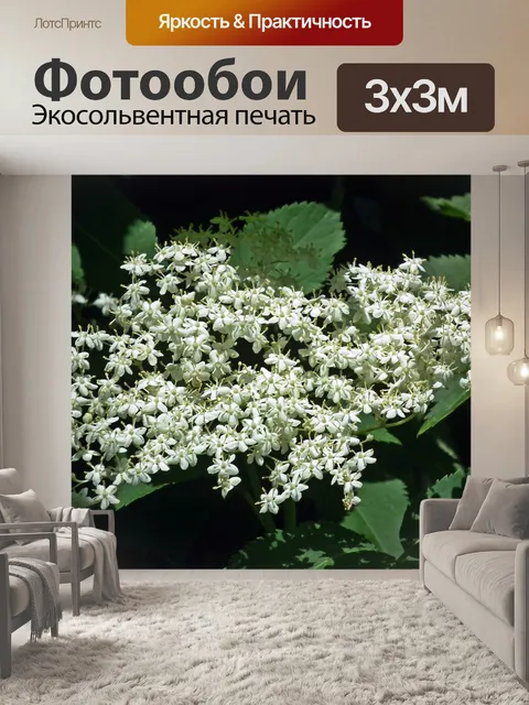 Фотообои Цветы