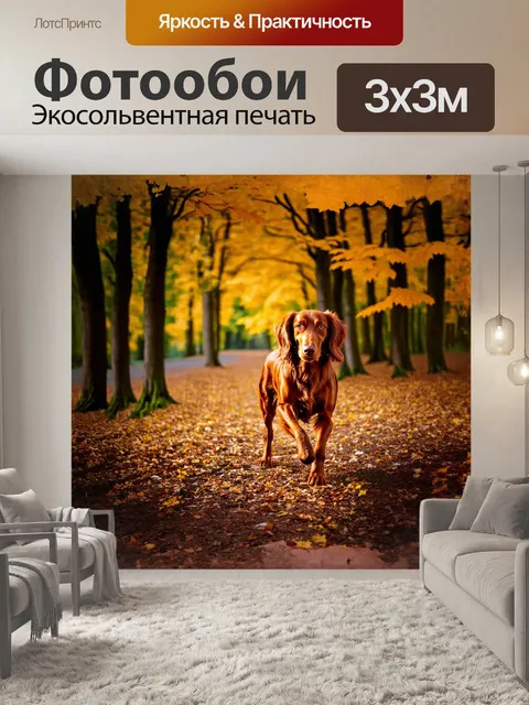 Фотообои собака, красный ирландский сеттер, гуляет в осеннем лесу, под деревьями с золотой листвой,