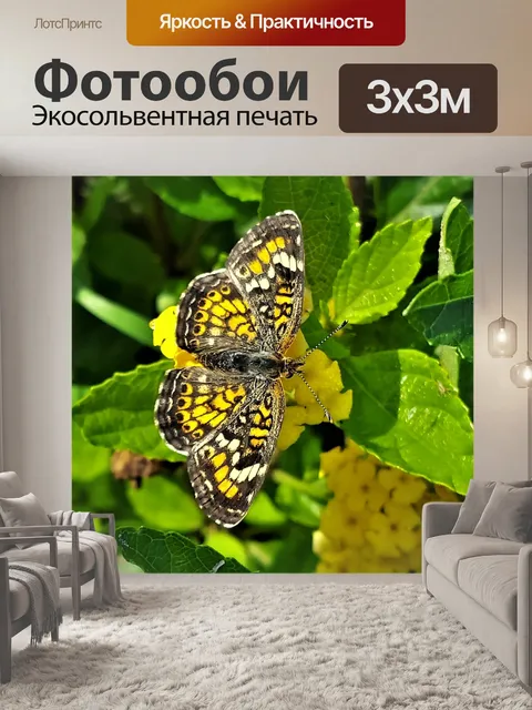 Фотообои Бабочка Фаон Полумесяц крупным планом