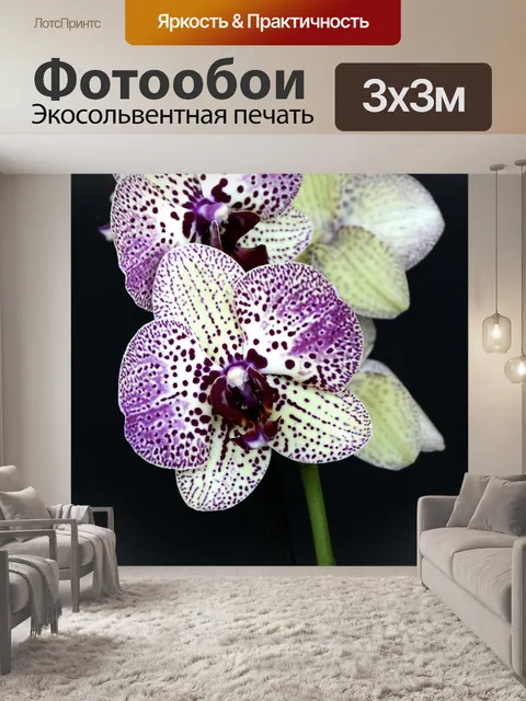 Фотообои Орхидеи