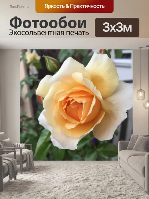 Фотообои Роза