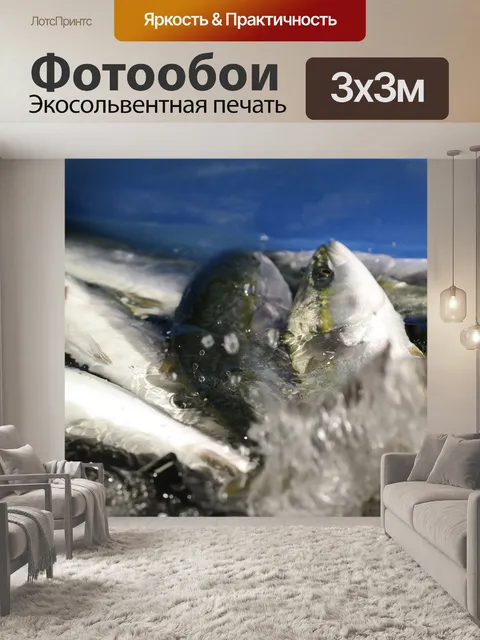 Фотообои 생선