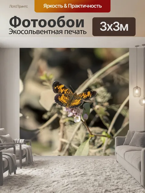 Фотообои Бабочка