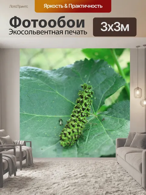 Фотообои Лист