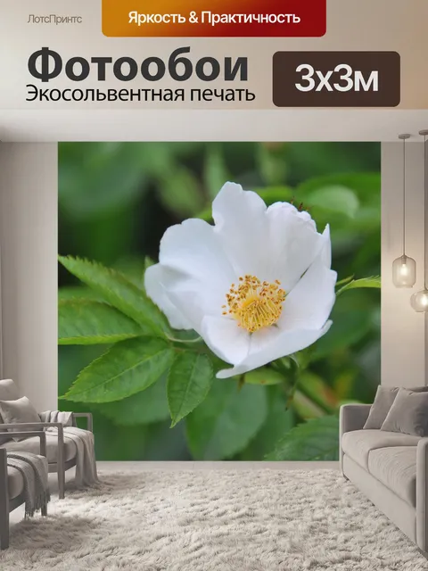 Фотообои Розы