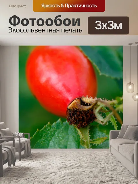 Фотообои Одноместный шиповник