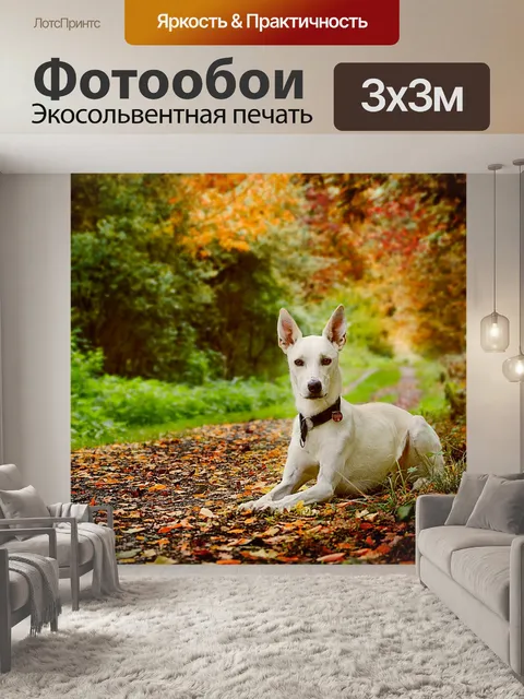 Фотообои Собака