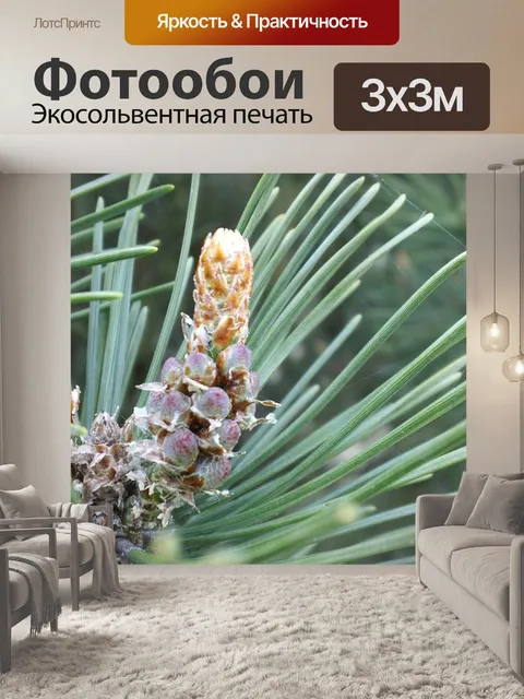 Фотообои Сосна