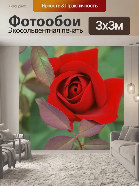 Фотообои Красная роза